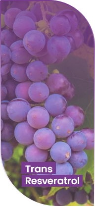 Trans-Resveratrol