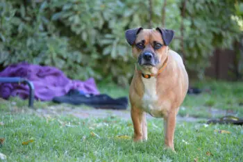 Clean Your Dog's Teeth with These 7 Products