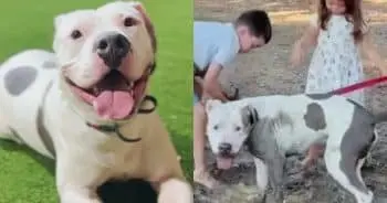 Abandoned Dog Finds Joy with Foster Siblings After Life of Neglect