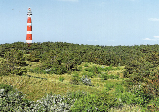 img334.jpg