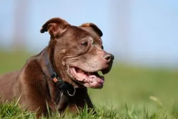 How to Soothe Allergies in Senior Dogs: Five Practical Tips