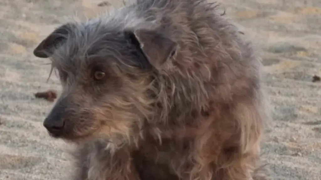 Rescue Dog's Life Changed with One Simple Move