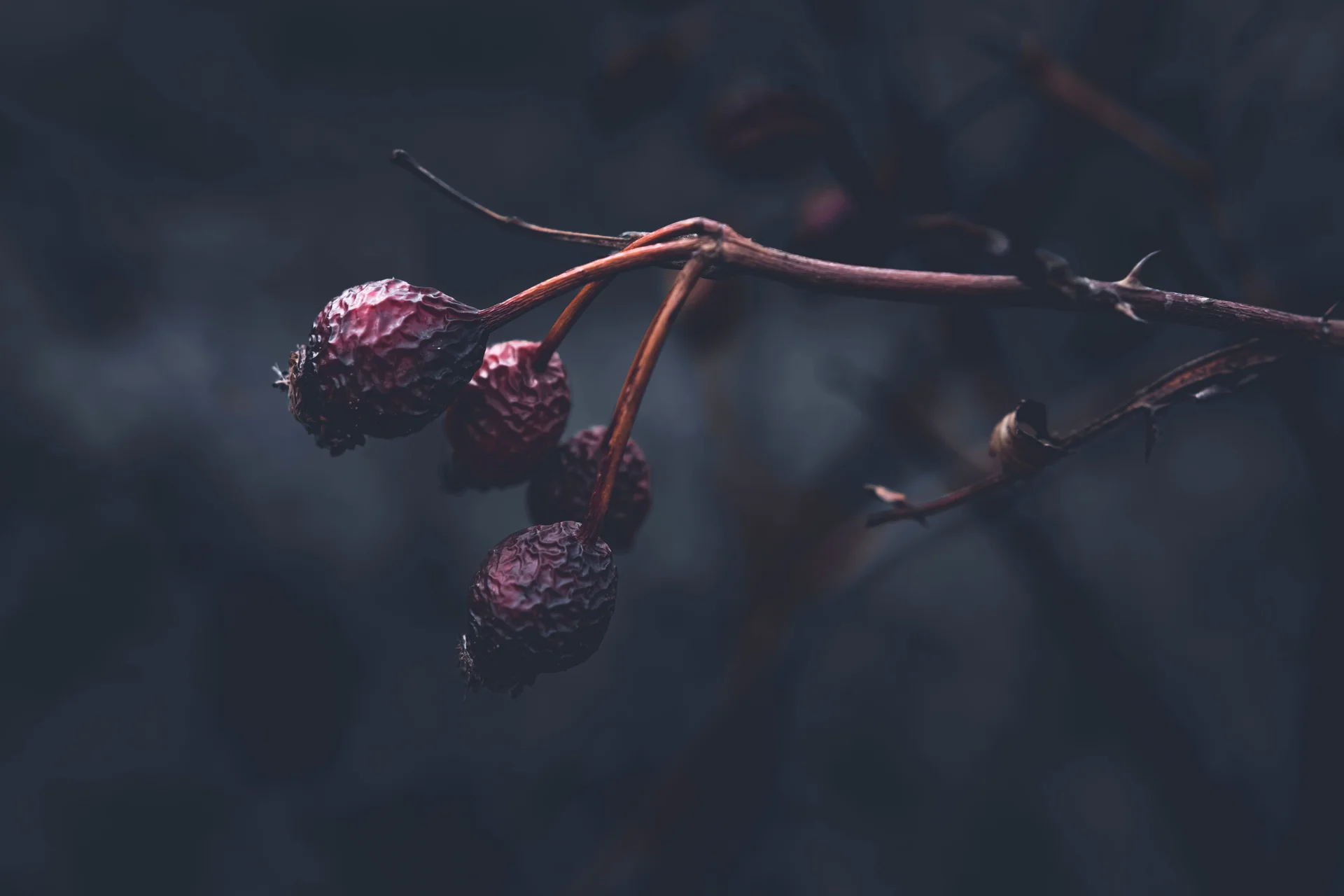 High quality Vintage Dark Botanical wallpaper by Wyxina Tresse from Pexels