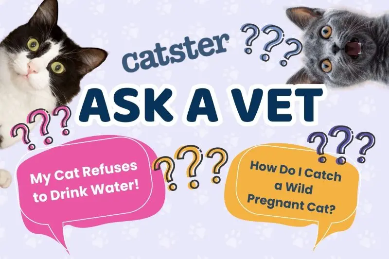 Cat Hydration Concerns Rise Among Owners