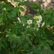DSC 7360