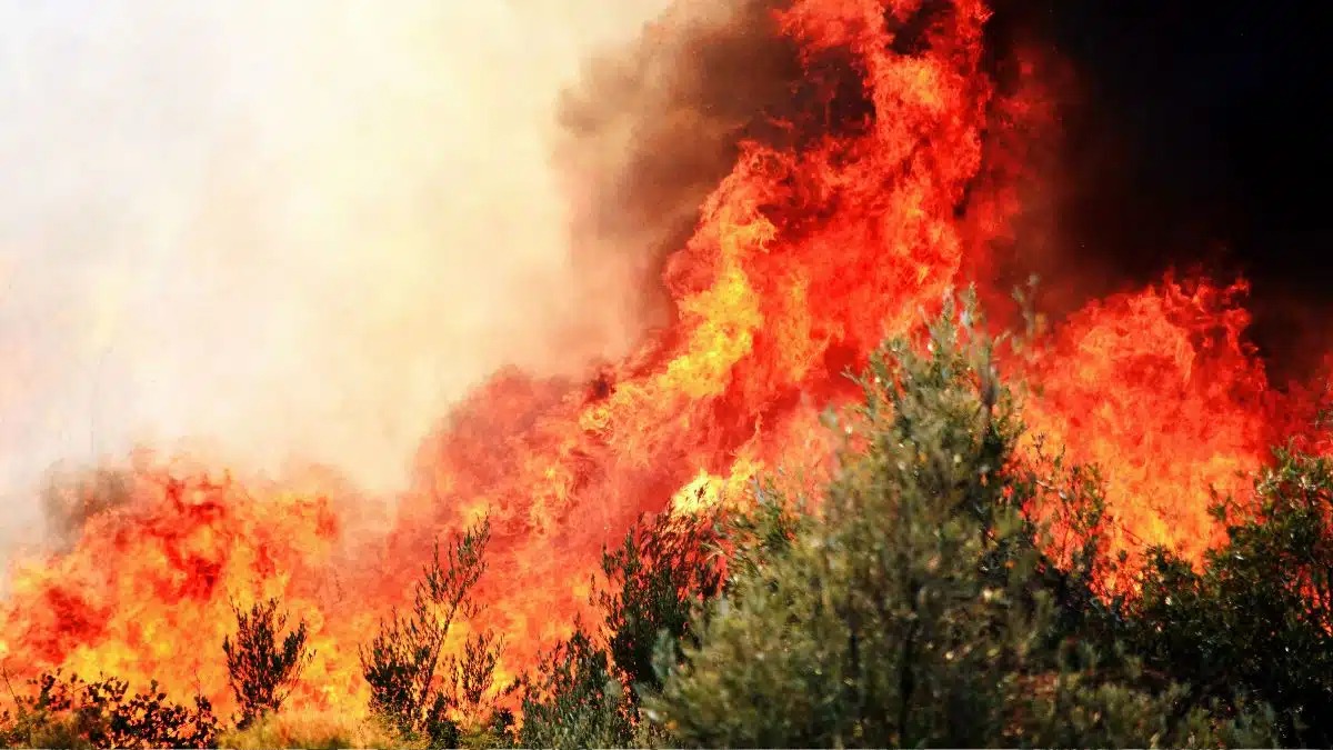 Illustration - Maghreb : l'Algérie sous canicule, six morts et près de 1 850 incendies en un mois