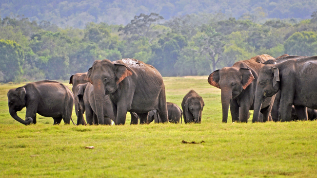 128-wild-elephants-die-in-Sri-Lanka-between-January-and-May