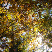 IMG-20221215-124635