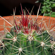 IMG-8241