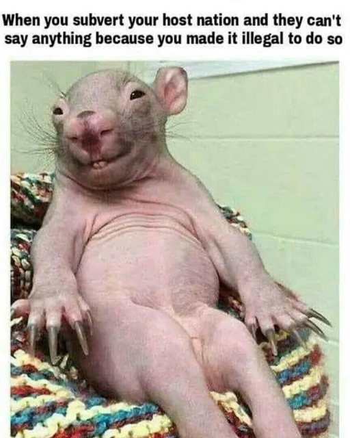 [Image: Kike-rat.png]