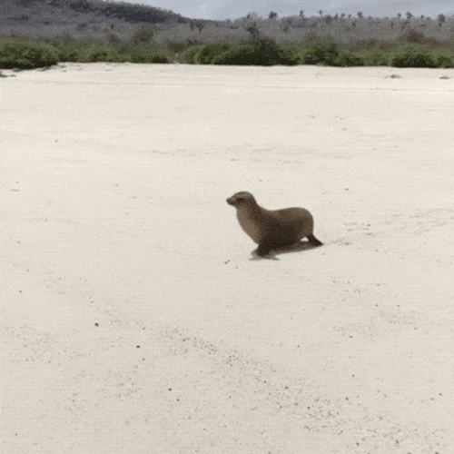 https://i.ibb.co/Wf9gHSm/First-Day.gif
