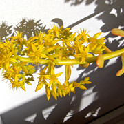 IMG-6824
