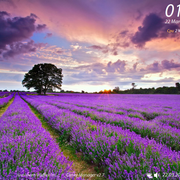 Lavender-Field-UK