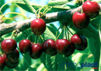 Tipos de cereza: Sabrina