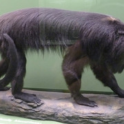 Howler Monkey