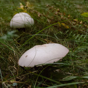 IMGP3523