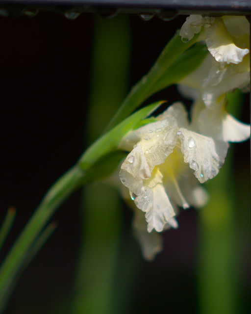 DSCF0791
