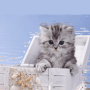6.gif