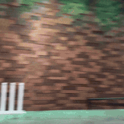 sunnysuljic-ollie