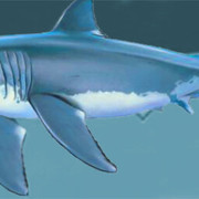 tiburon