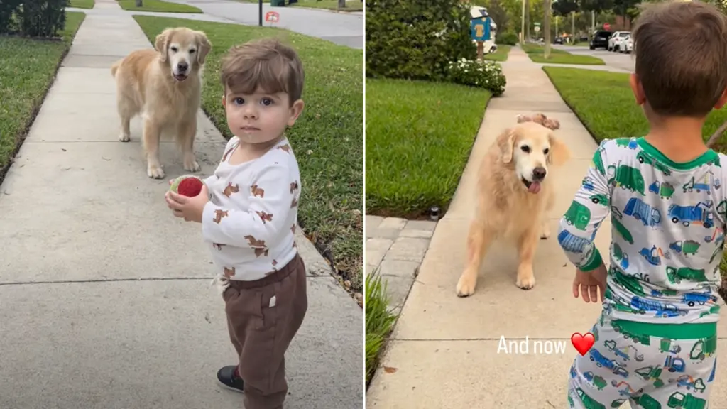 Toddler Recreates Heartwarming Moment with Golden Retriever Brother Blitz