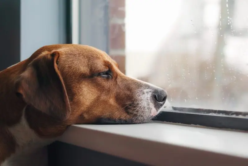 Dogs' Bad Behaviour Uncovered