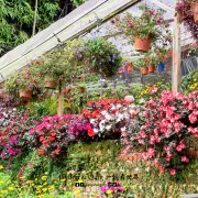 Big Red Strawberry Farm7
