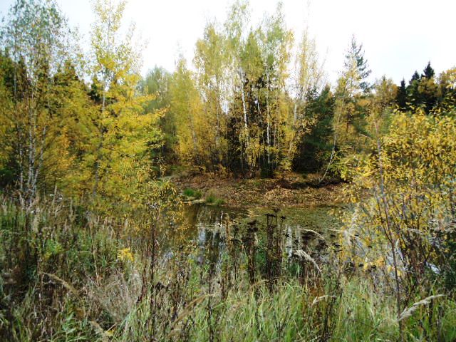 IPB Image