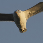 V002
