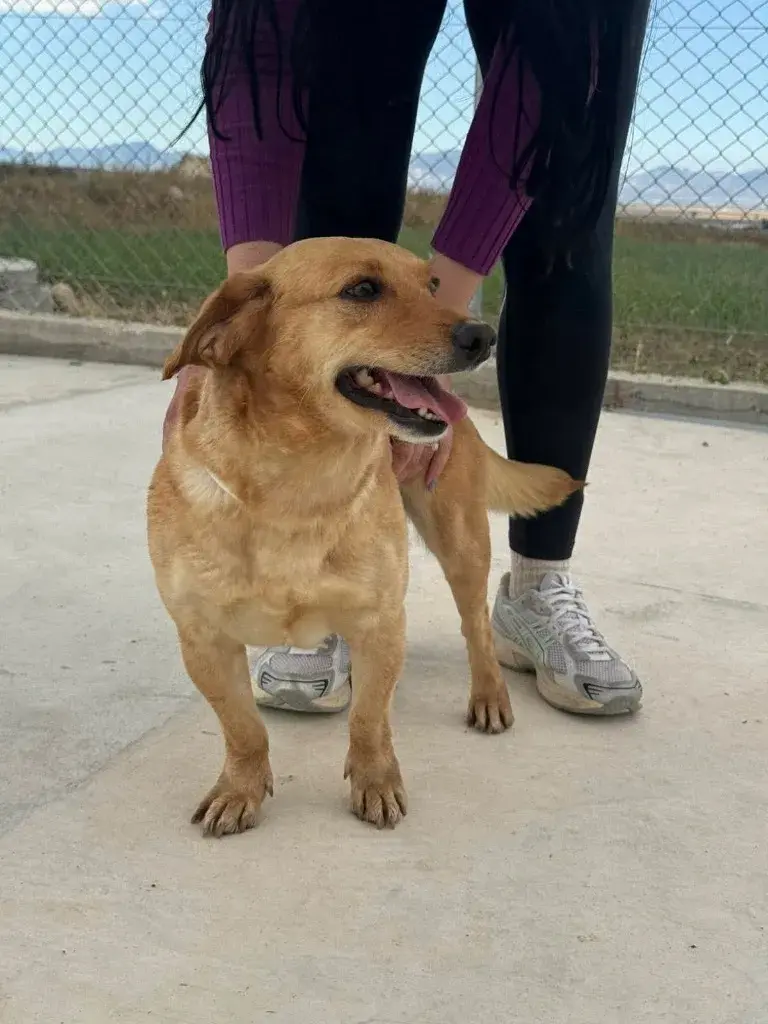Amber: 2-Year-Old Crossbreed Seeking Forever Home