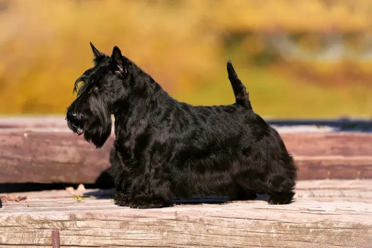 Is the Scottish Terrier Right for You?