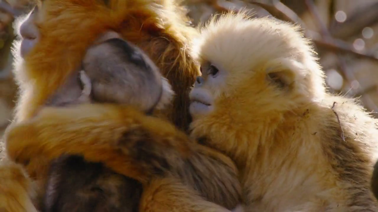 Born in China Screenshot