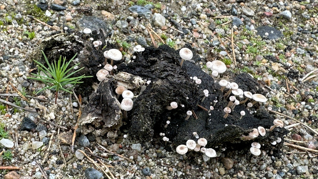 IMG 5178.jpg