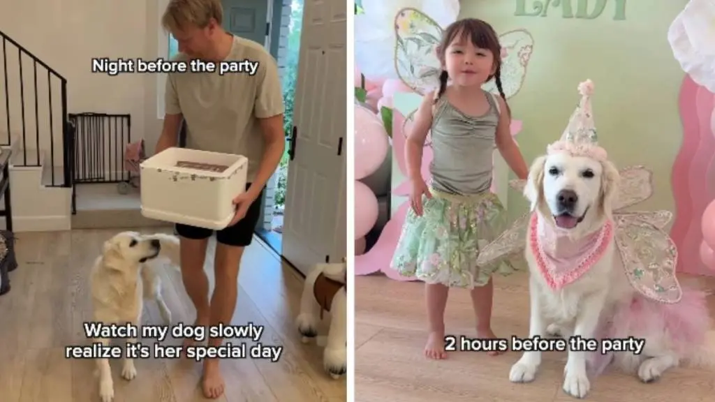 Golden Retriever Celebrates Her Birthday