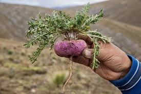 Maca Root