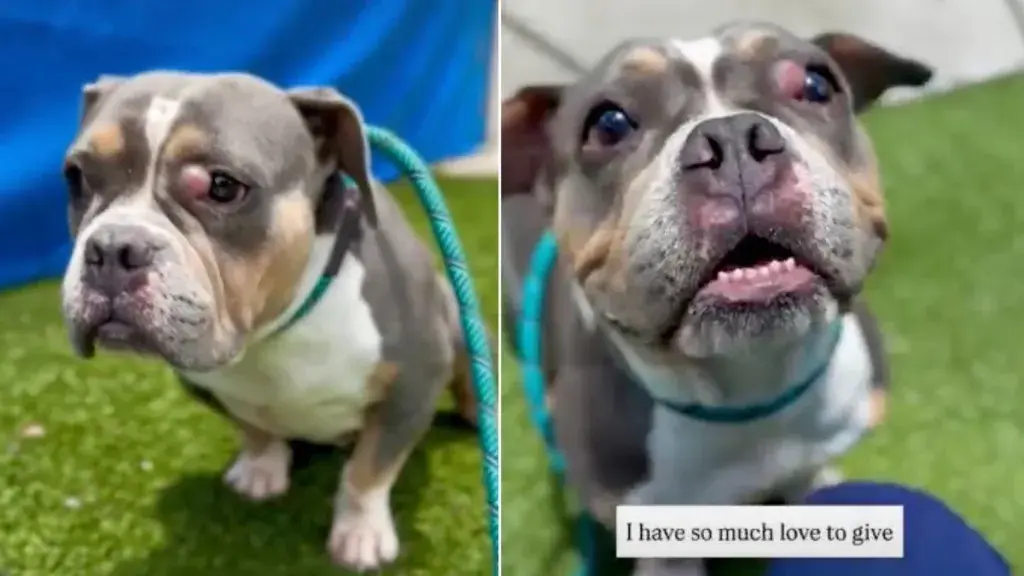 Shelter Dog Judged for Being Broken Still Has Love to Give
