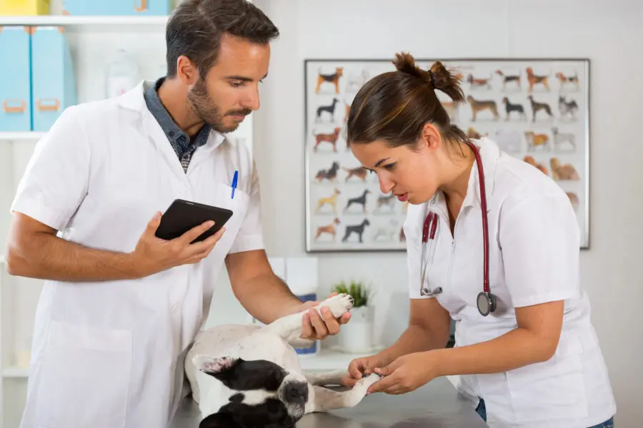 Veterinary Students Can Now Apply for New Scholarship