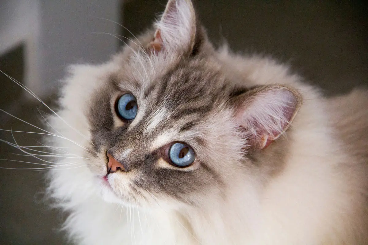 The Affectionate Ragdoll Cat: A Cuddly Companion