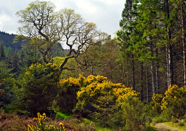 DSCF2315.jpg