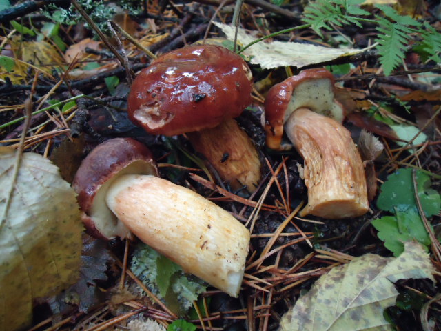 IPB Image