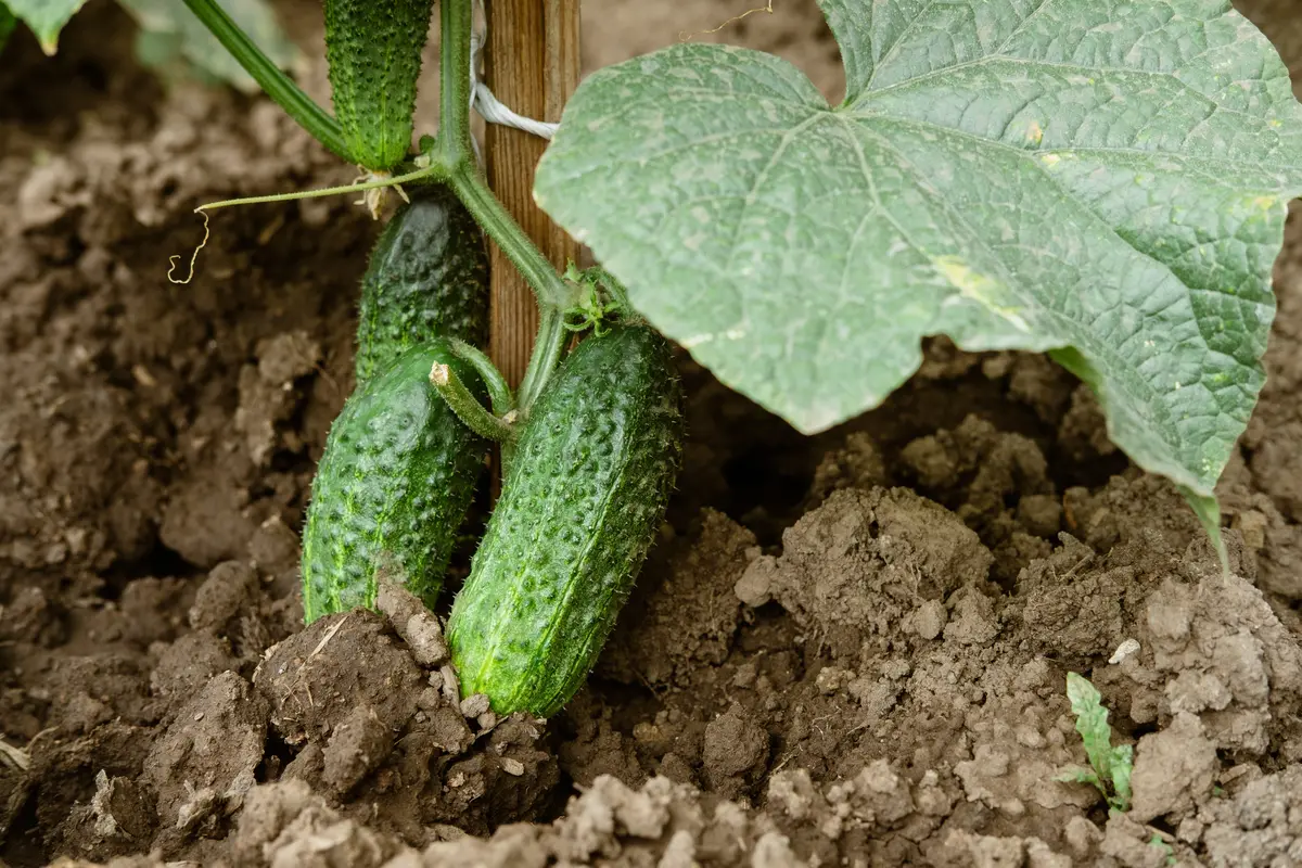 Recoltă bogată de castraveți: Secretul stă în plantele însoțitoare
