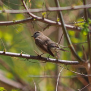 P5152617.jpg