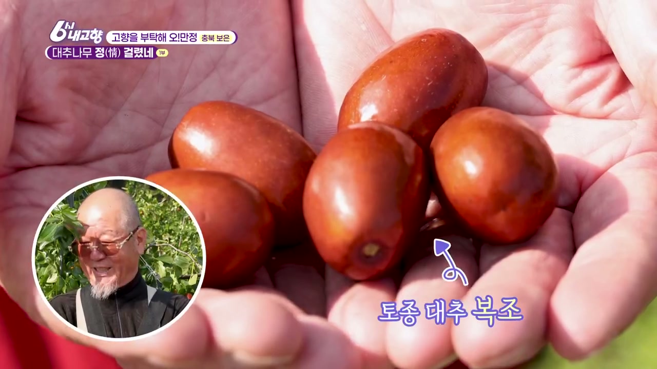 6시내고향 충북 보은 대추 캡처