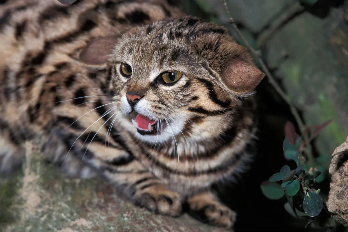 Veterinarians Advise Caution on Certain Cat Breeds