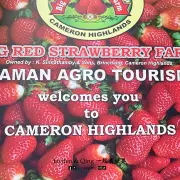 Big Red Strawberry Farm6