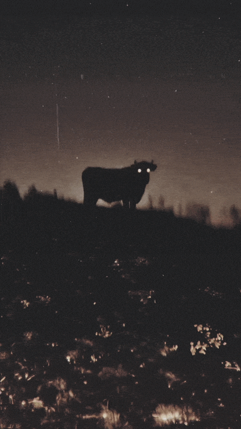 Image.gif