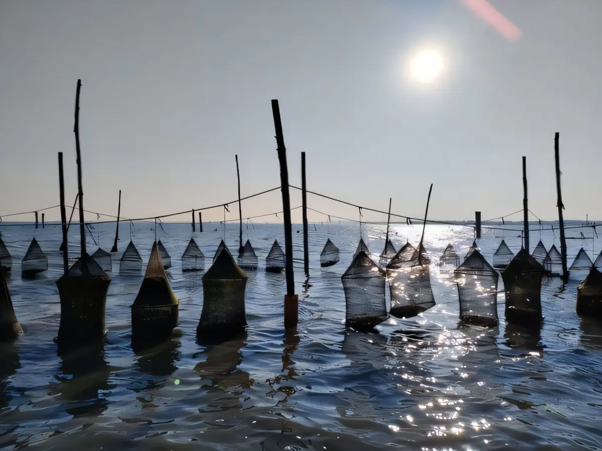 Oyster Meat Extract Shows Promise as a Sustainable Treatment for Gut Inflammation