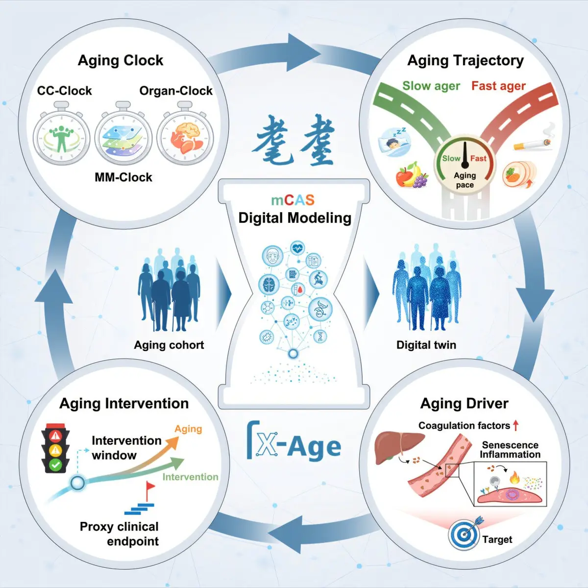 New Digital Aging Model Reveals Varied Rates of Organ Aging in Adults
