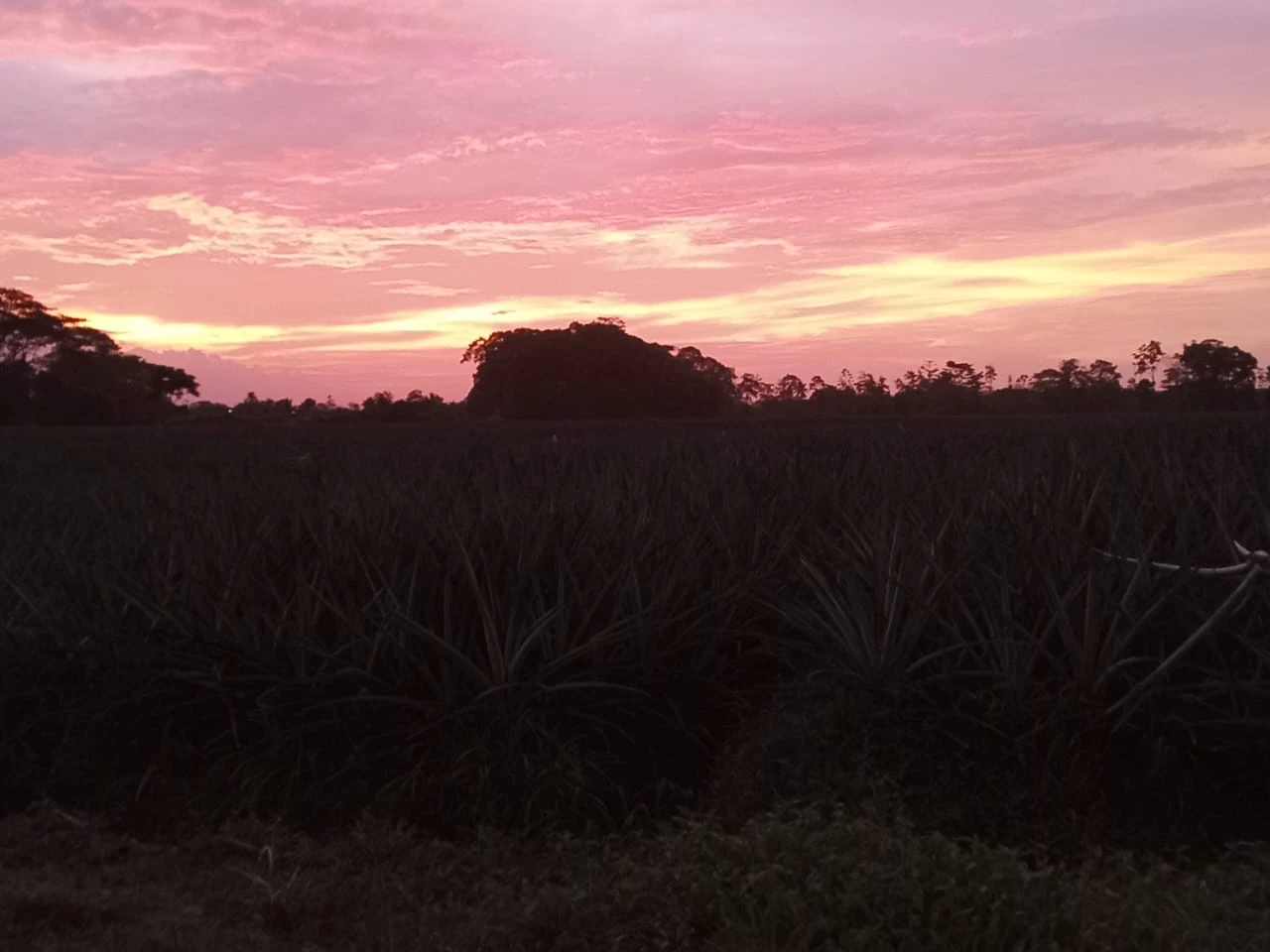 Atardecer sobre los canales del Río Sierpe
