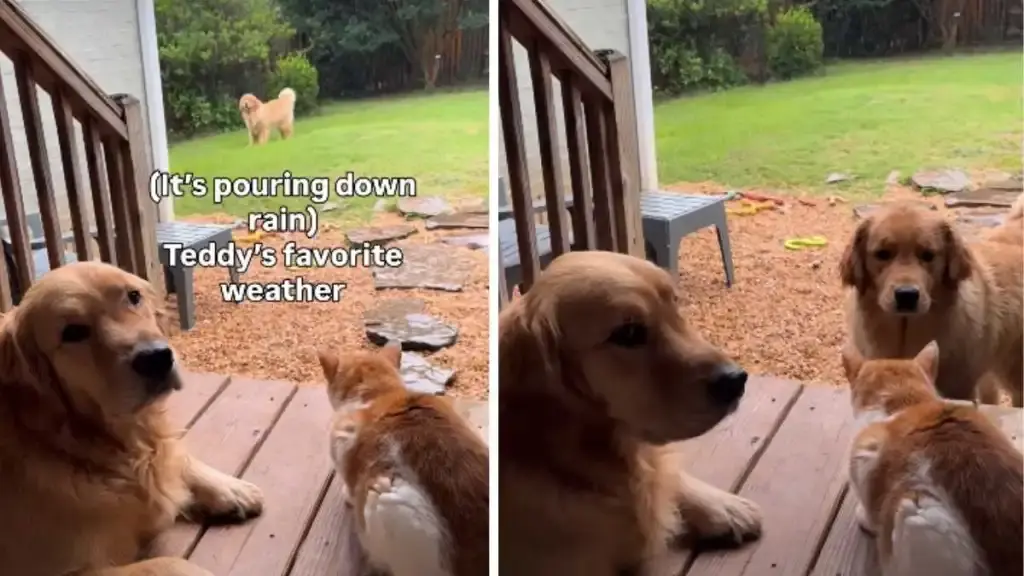 Golden Retriever Unfazed as Playful Pup Splashes Through Rainy Backyard